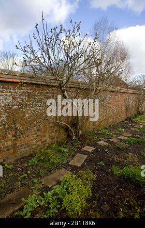 Fig tree next in walled garden. Oxfordshire Stock Photo