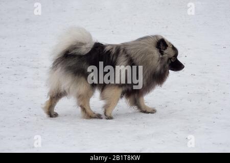 Cute deutscher wolfspitz puppy is walking on a white snow in the winter park. Pet animals. Purebred dog. Stock Photo