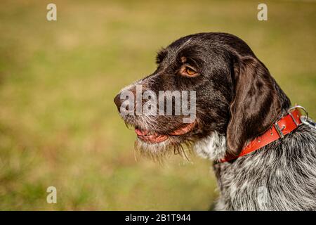 Close up sideview portrait of German Wirehaired Pointer with red collar on. Detail of the head with dark brown hair and open mouth. Sunny day in park. Stock Photo