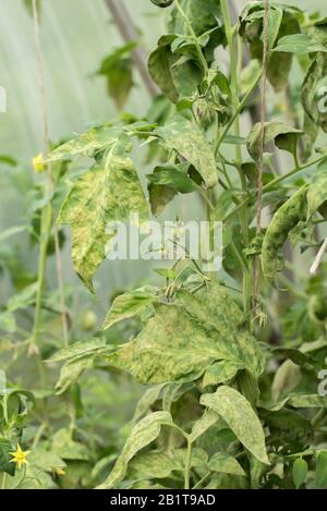 Disease of the leaves of ripening green tomatoes in the garden in the greenhouse in summer Stock Photo