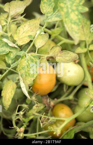 Disease of the leaves of ripening green tomatoes in the garden in the greenhouse in summer Stock Photo