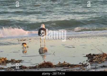 A seagull bird seagull at sunset on Florida beach, waves in the background Stock Photo