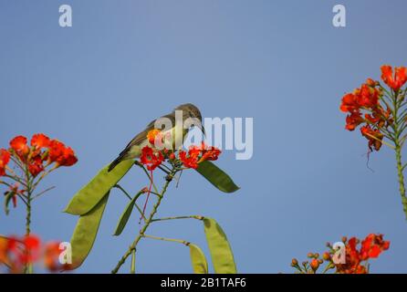 A female Purple-rumped Sunbird drinking nectar from flower - photographed in an urban park in Bangalore (India) Stock Photo