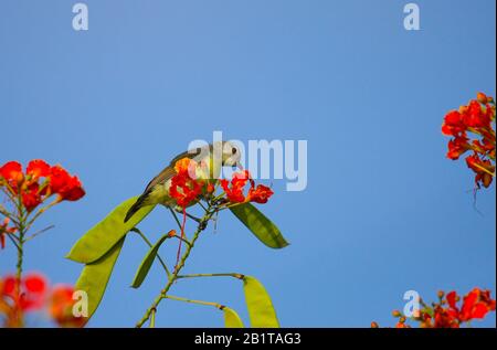 A female Purple-rumped Sunbird drinking nectar from flower - photographed in an urban park in Bangalore (India) Stock Photo