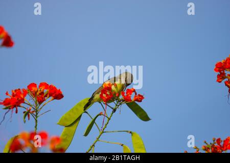 A female Purple-rumped Sunbird drinking nectar from flower - photographed in an urban park in Bangalore (India) Stock Photo