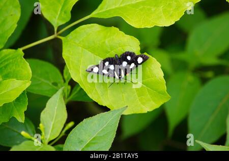 Eight Spotted Forester Moth Stock Photo