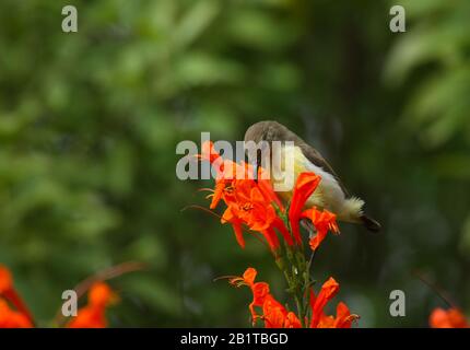 A female Purple-rumped Sunbird drinking nectar from flower - photographed in an urban park in Bangalore (India) Stock Photo