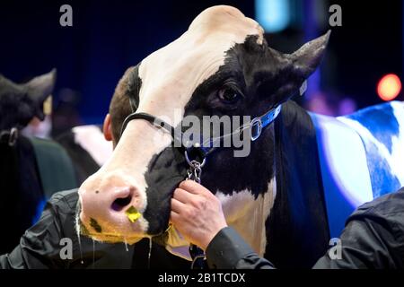 27 February 2020, Lower Saxony, Verden: Winning cow Fux Seattle of the cattle show 'The show of the best'. Over 200 Holstein dairy cows are presented by their owners at the 47th edition of the 'Schau der Besten'. The evaluation criteria for the prospective beauty queens are, among others, beautiful udders, strong legs and a wide pelvis. Photo: Sina Schuldt/dpa Stock Photo