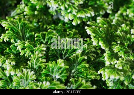 Selaginella kraussiana variegatus. Stock Photo