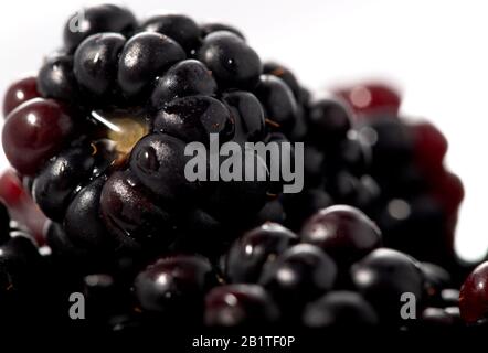 Blackberry closeup macro look isolated on white background Stock Photo