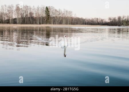 swan peacefully swimming in a tree lined sea in Sweden Stock Photo