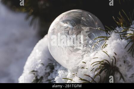 Close up of frozen soap bubble in snow covered tree on a winter's day. Stock Photo