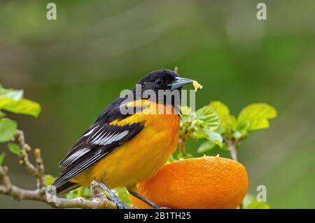 Baltimore oriole eating a fresh orange during spring migration. It is a small icterid blackbird common in eastern North America as a migratory breedin Stock Photo