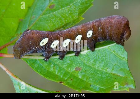 Pandora Sphinx Moth Larva (Eumorpha pandorus) on Wild Grape leaf (Vitis), E USA, by Skip Moody/Dembinsky Photo Assoc Stock Photo