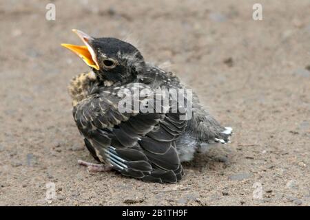 Fledgling robin on the ground Stock Photo