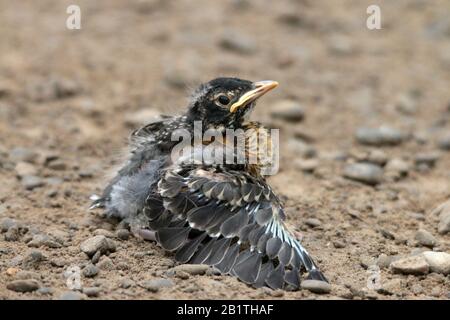 Fledgling robin on the ground Stock Photo