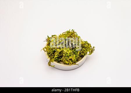 Green moss isolated on white background. Decorative element, in ceramic plate Stock Photo