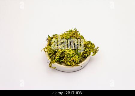 Green moss isolated on white background. Decorative element, in ceramic plate Stock Photo