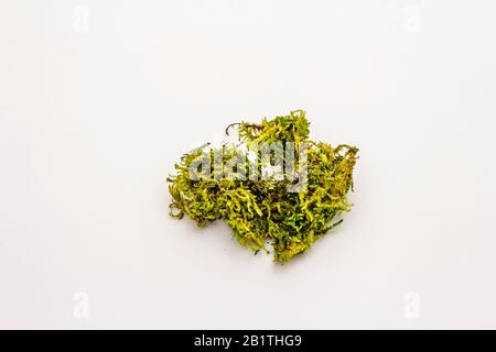 Green moss isolated on white background. Decorative element Stock Photo