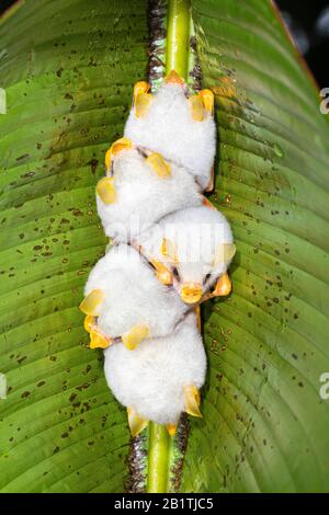 Honduran White Bat (Ectophylla alba) roosting under Heliconia (Heliconia sp) leaf in Costa Rica Stock Photo