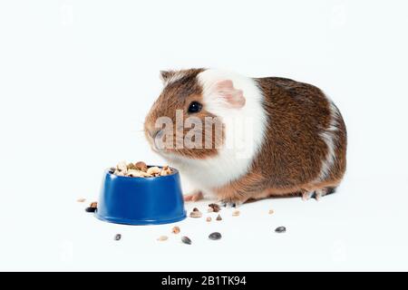 guinea pig eats its food from a blue bowl on a white background Stock Photo