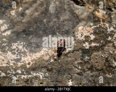 Red and black ladybug beetle specie on a rock. Buenos Aires, Argentina. Stock Photo