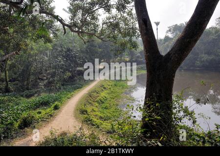 trees cape at rural bengal Stock Photo