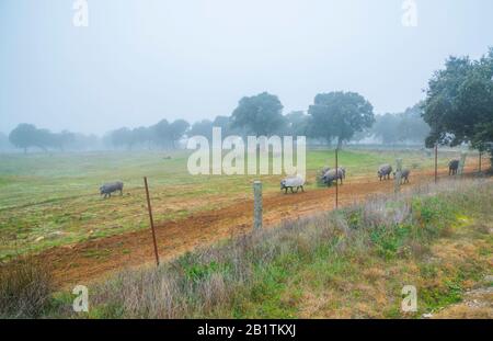 Iberian pigs in a meadow. Los Pedroches valley, Cordoba province, Andalucia, Spain. Stock Photo