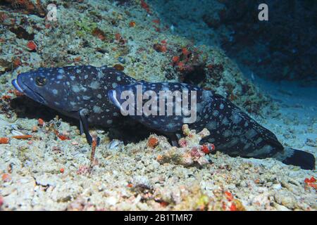 Whitespotted grouper fish (Epinephelus coeruleopunctatus) mating underwater in the indian ocean Stock Photo