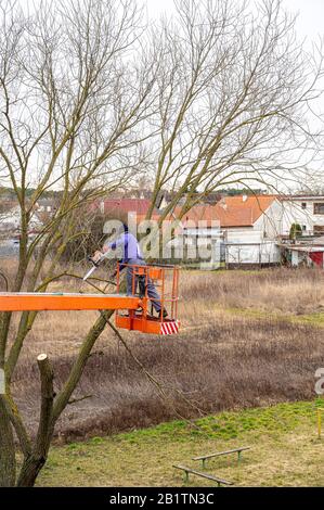 Man on aerial platform pruning branches of tree with chainsaw Stock Photo