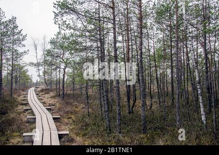 Wooden trail over swamp in Great Kemeri Bog Boardwalk, Latvia, Europe. View of the beautiful nature in swamp -  conifer trees, moss, ponds in Europe Stock Photo