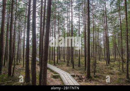 Wooden trail over swamp in Great Kemeri Bog Boardwalk, Latvia, Europe. View of the beautiful nature in swamp -  conifer trees, moss, ponds in Europe Stock Photo