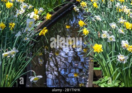 View of yellow and white narcissus and their reflection in small water canal in Keukenhof park in a dutch spring, Netherlands Stock Photo