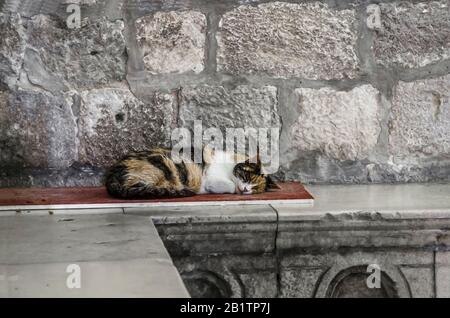Old cat sleeping on stone bench in Dubrovnik, Croatia. Homeless cat sleeping. Stock Photo