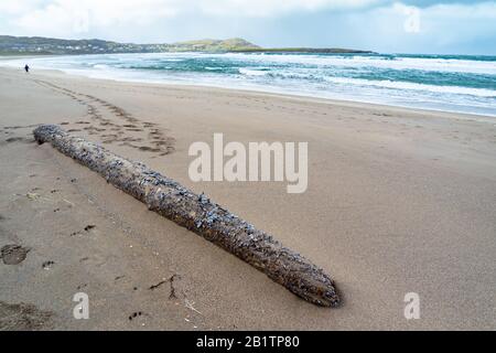 Mussels on driftwood at Atlantic beach in the winter. Stock Photo