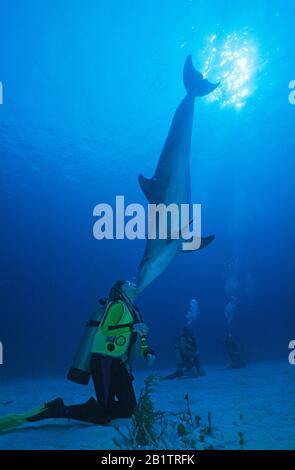 Scuba diver kisses a Bottlenose dolphin (Tursiops truncatus), Grand Bahama, Bahamas Stock Photo