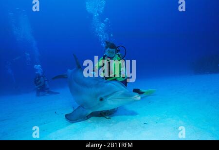 Taucher streichelt einen Großen Tümmler (Tursiops truncatus), Grand Bahama, Bahamas | Scuba diver touches a Bottlenose dolphin (Tursiops truncatus), G Stock Photo