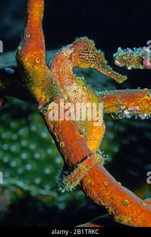 Longsnout Seahorse (Hippocampus reidi) holding on a sponge, Isla de Juventud, Cuba Stock Photo