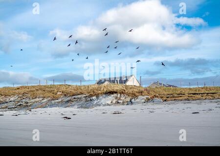 Black birds at Rossbeg beach in County Donegal - Ireland. Stock Photo