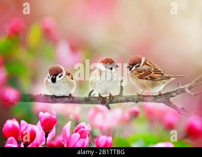 natural background with three funny plump birds sparrows sit on a branch of an Apple tree with pink flowers on a Sunny spring day Stock Photo