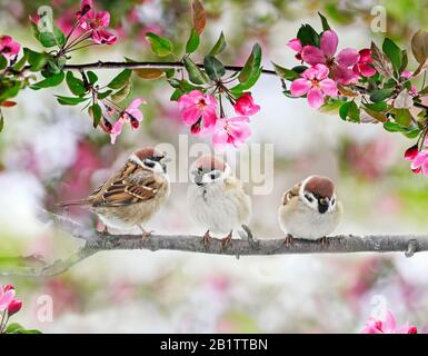natural background with three funny birds sparrows sit on a branch of an Apple tree with pink flowers on a Sunny spring day Stock Photo