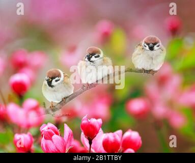 natural background with three funny birds sparrows sit on a branch of an Apple tree with pink flowers on a Sunny spring day Stock Photo