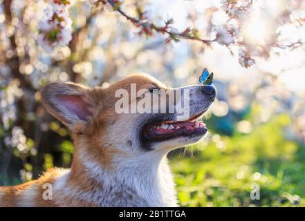 red dog Corgi puppy sits in a Sunny spring garden surrounded by branches of a blooming white cherry tree with a small blue butterfly on its nose Stock Photo