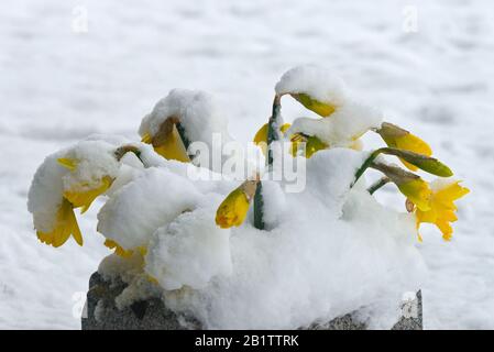 Snow covered daffodils on a grave at the 13c village Church of St Mary in Stoke St Mary near Taunton, Somerset, England, UK, after a heavy snowfall. Stock Photo