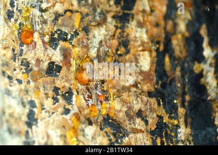 Sap dripping from tree bark, close-up. Stock Photo
