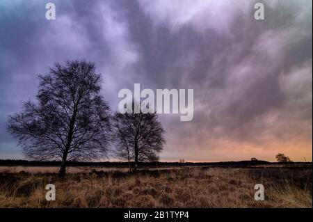Rain clouds during sunrise over a heather field with two birch trees Stock Photo