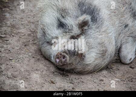 woolly hanging bellied pig wallows in the mud Stock Photo