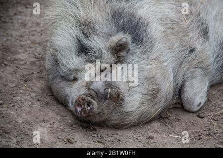 woolly hanging bellied pig wallows in the mud Stock Photo