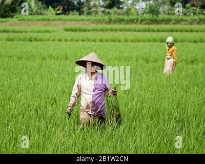 Indonesian women working in rice field - Cianjur, Java, Indonesia. Cianjur is nice city at one day bus from Jakarta. It is famous for rice culture. A Stock Photo