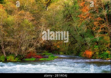 Autumn colors draws attention to the banks of the McKenzie River in Oregon Stock Photo